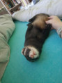 Ragnar Shelly's Ferrets -  K adopci - Aktuální